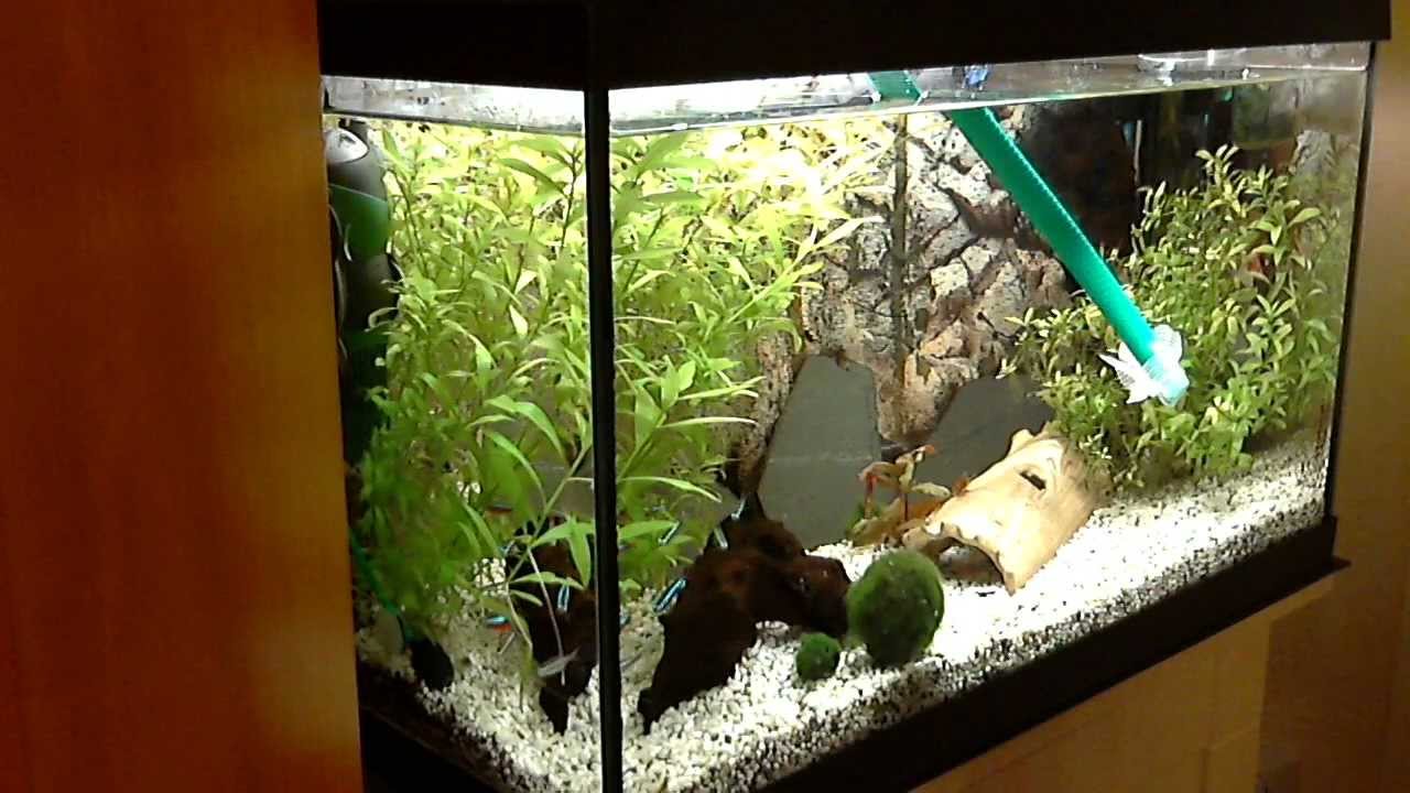 add new water in aquarium 