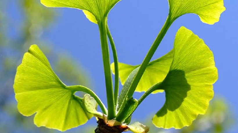 The Top Benefits of Taking Ginkgo Biloba