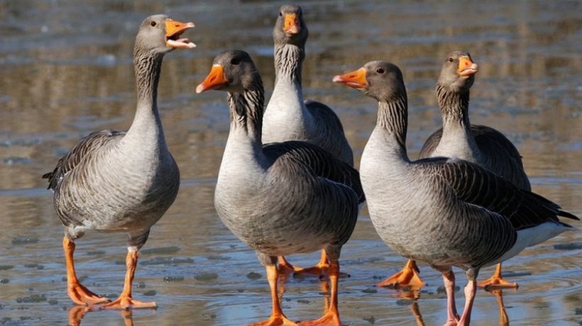 WHAT DO GEESE EAT?
