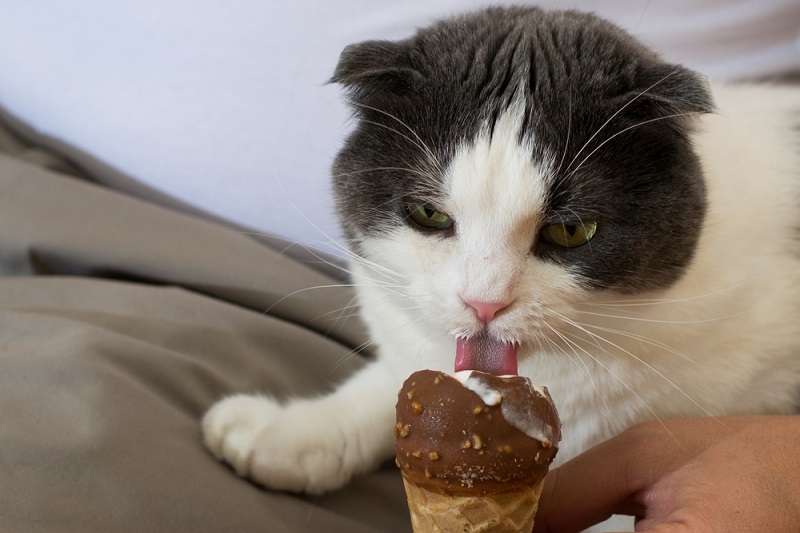 CAN CATS EAT ICE CREAM?