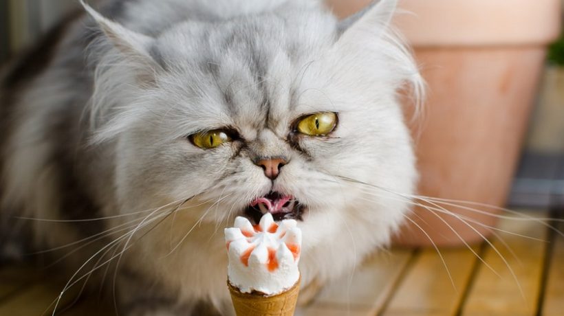 CAN CATS EAT ICE CREAM?