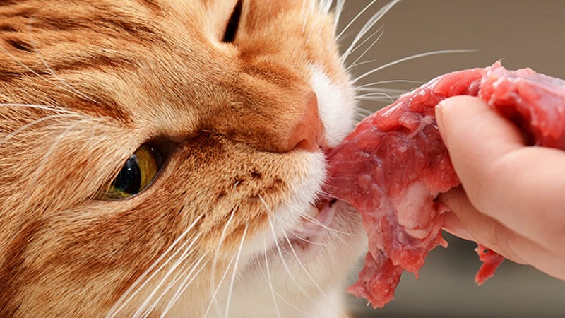 Can cats eat raw chicken