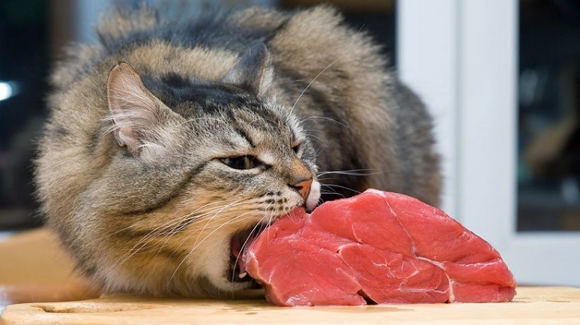Can cats eat raw chicken or is it bad for them?