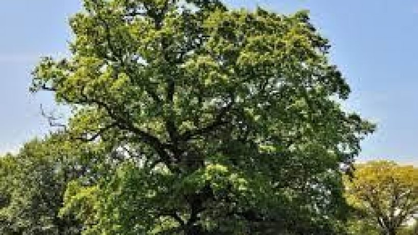 Planting your Own Oak Tree for the Future