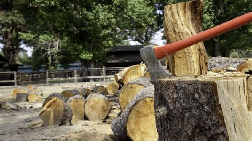 What do you need to cut down a tree?