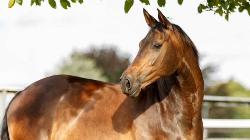 Tips On Reading Your Horse’s Body Language