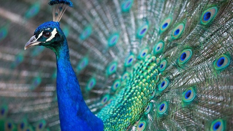 What do peacocks eat? Everything about their diet