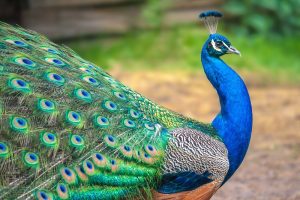 what do peacocks eat