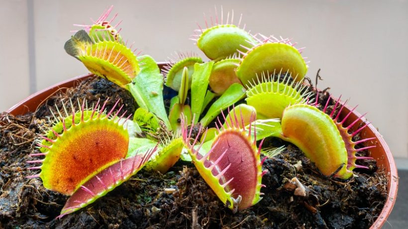 5 types of carnivorous plants