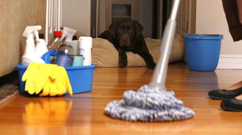 Keeping House Clean with Pets: A Practical Guide 