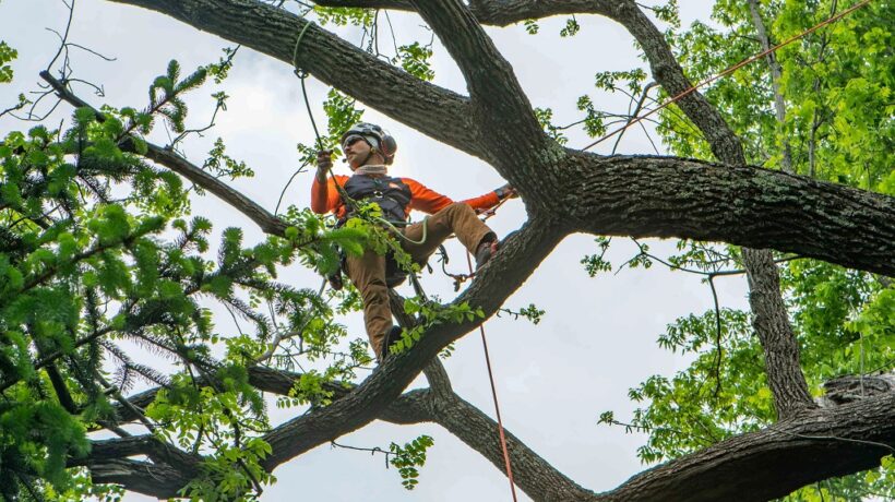 5 Signs It’s Time to Remove a Tree From Your Property