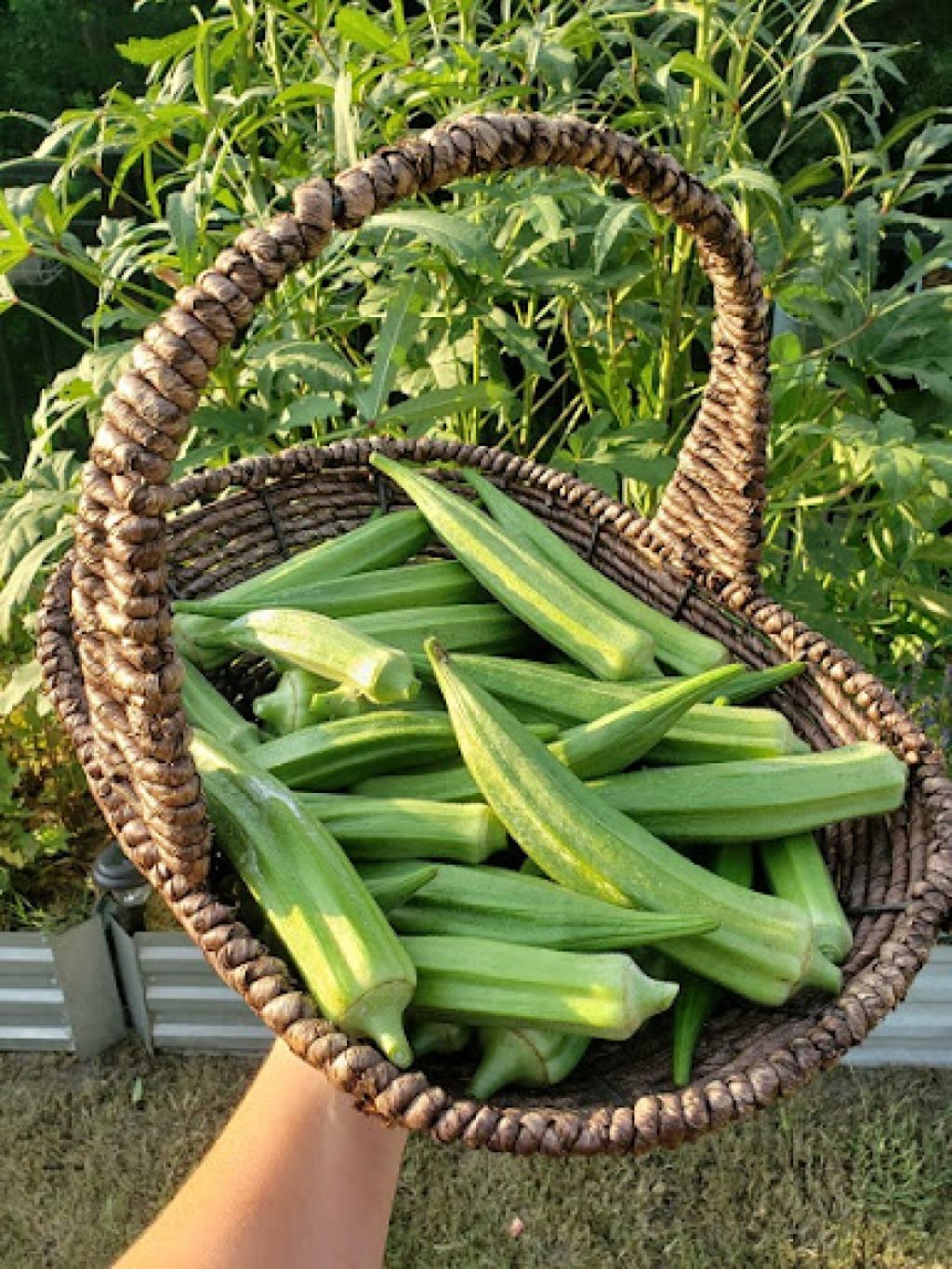 How to Freeze Fresh Okra Without Blanching? Spreads Hub