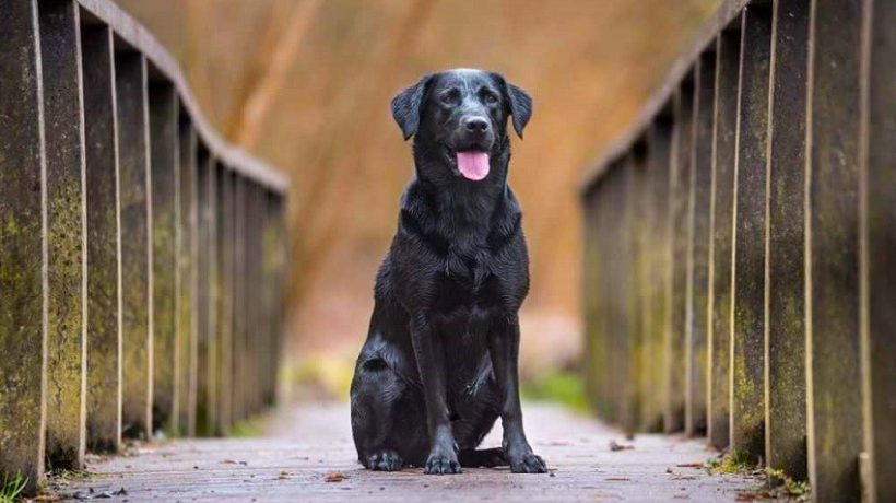 Grooming Tips for Black Labradors: Maintaining Their Gorgeous Coat and Healthy Skin