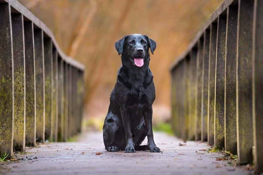 Black Labradors waiting outside
