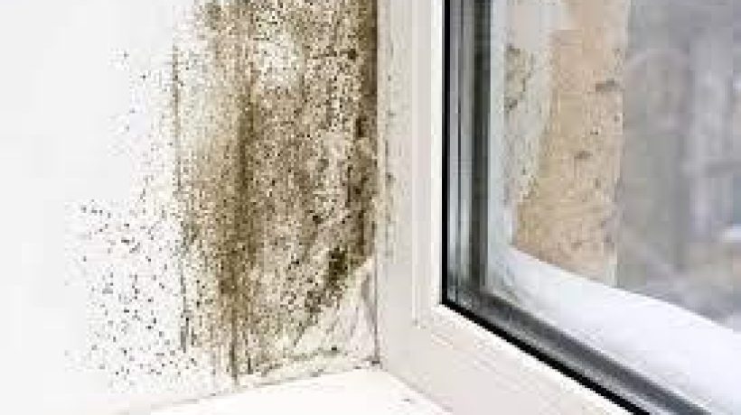 Resolve the Damp and Mould Problems in Your Home