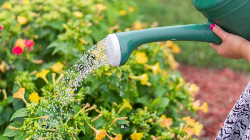 Drought-Proof Your Garden: 12 Effective Ways to Conserve Water