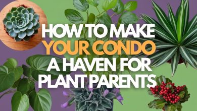 How to decorate condo with plants