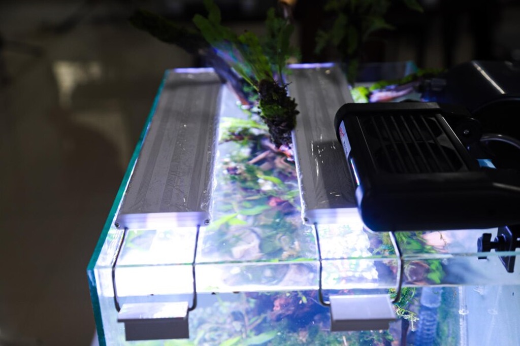 Shining a Light on the Subject: Do Fish Need Aquarium Lights? - Spreads Hub