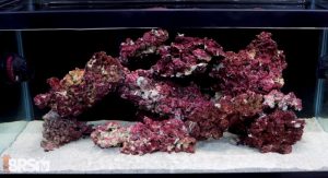 What are the benefits of live rock - Reef Aquarium