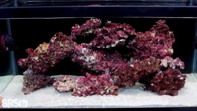 What are the benefits of live rock - Reef Aquarium