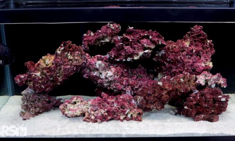 What are the benefits of live rock - Reef Aquarium