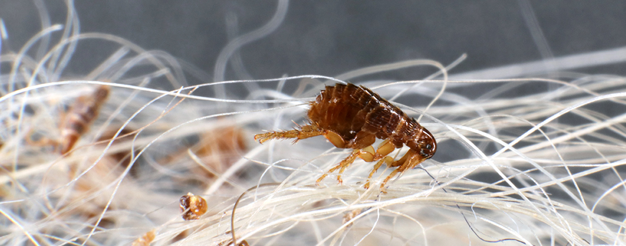 What is the importance of flea prevention