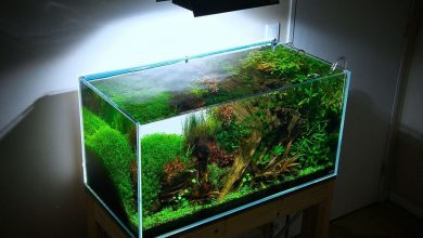 Understanding Aquarium Water Hardness