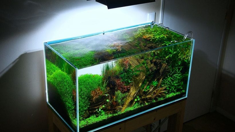 How to Make Aquarium Water Harder: Guide for a Thriving Tank