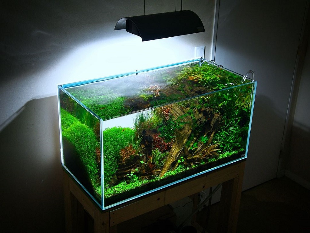 Understanding Aquarium Water Hardness