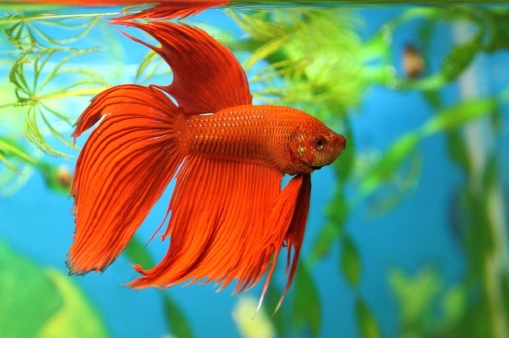 What type of fish is best for beginners freshwater tanks