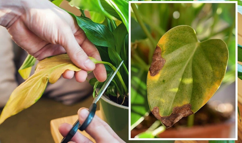 How can I reduce indoor humidity for my houseplants Jacksonville plant troubleshooting