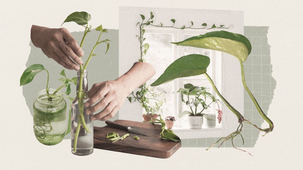 A variety of Pothos plants in different stages of propagation, showing cuttings in water and healthy new growth