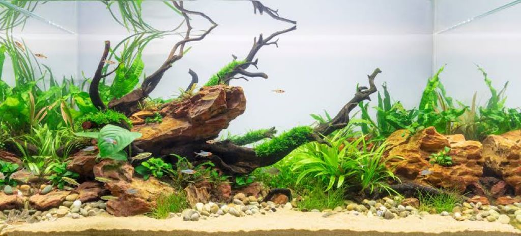 Best aquarium sand for freshwater fish tanks and aquascaping