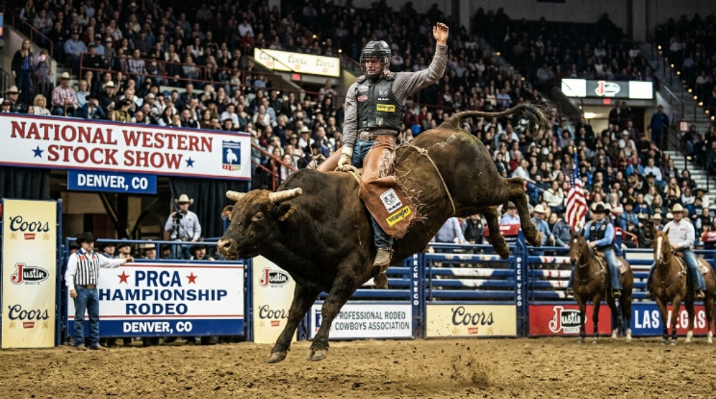 Cowboys competing in bull riding at the National Western Stock Show PRCA Championship Rodeo